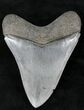 Beautifully Colored Megalodon Tooth - Georgia #21872-2